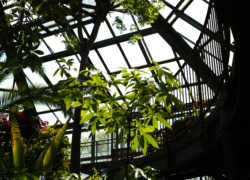 続・小さなジャングル