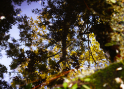 続・浄瑠璃寺の気になる池