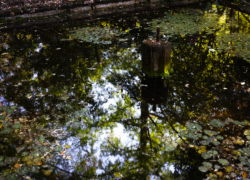 浄瑠璃寺の気になる池