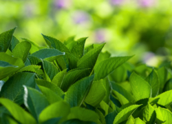 紫陽花の葉の素敵