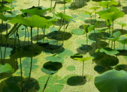 弁天池は経過良好