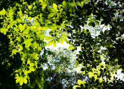 透かし絵の世界