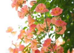 凌霄花は微炭酸の風合い