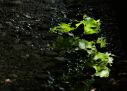 続・リフレクションはやめられない