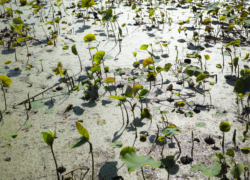 弁天池は準備万端