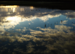 リフレクションはやめられない