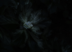 変わり紫陽花は荘厳に