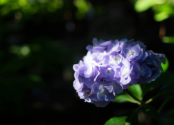 紫陽花の涼しげ