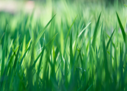 草むらは涼しげ