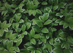 絵になる被写体