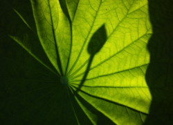 隠れ蕾のシルエット