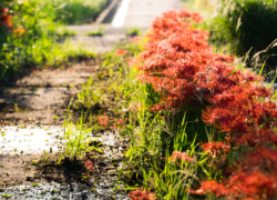 朝の喧騒と曼珠沙華の輝き