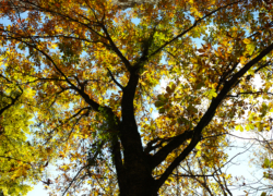 トチノキの記憶