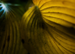 ギボウシの秋色