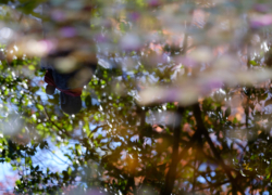 山茶花の花びらと水子地蔵