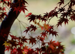 抜け道の雅やか