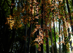 竹林と紅葉