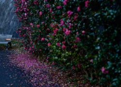 山茶花の曲がり角