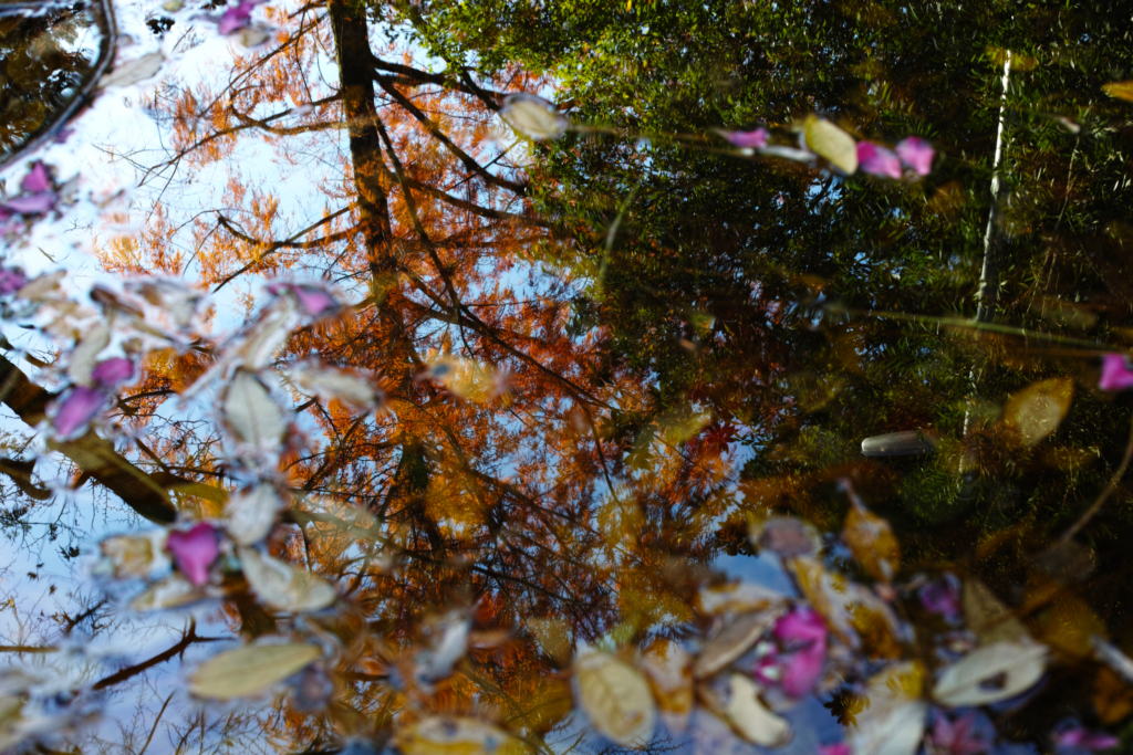 続・気になる池は晩秋の彩り