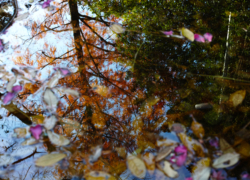 続・気になる池は晩秋の彩り