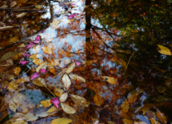 気になる池は晩秋の彩り