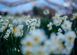 水仙畑で時世を憂う