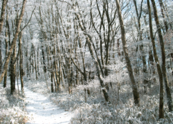 白い樹林をゆく