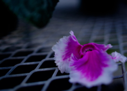 借りて来たシクラメン