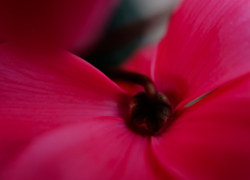 2月とシクラメン