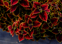 コリウスのデザイン画