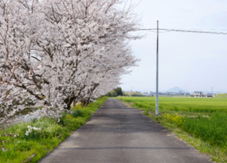 お土産の桜風景