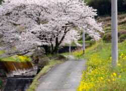 思い出の桜風景