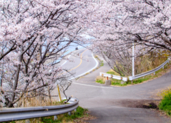 海岸線のさくらトンネル