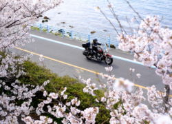 海沿いのさくらライダー