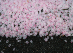 雨あがりの桜溜まり