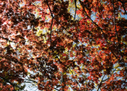 浄瑠璃寺の春紅葉