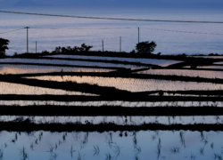 淡色棚田の影絵アート