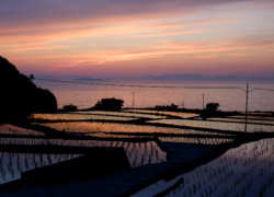 再訪の水田地帯は