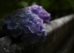 紫陽花の儚げ
