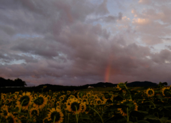 そして虹が立つ