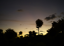 ひまわり畑の名残惜しさ