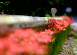 ガードレールを飾る花