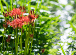曼珠沙華は水際で輝く