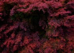 その赤、重厚にて