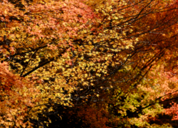 照紅葉は突然に