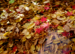 落葉の池は思いの外に