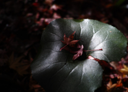 続・落葉の絶妙