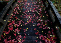 散り落ちた彩り