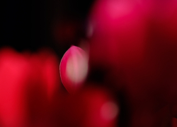 出窓の赤と高まる気持ち