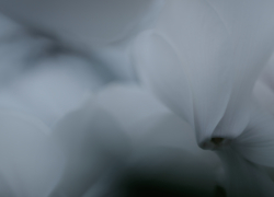 迷い込んでマクロの世界